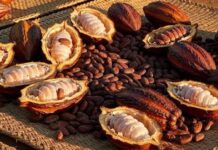 Cacao: quatre pays africains créent une alliance à Abuja