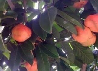 Côte d’Ivoire: l’akée immature en cause après la mort de deux enfants à Niakara