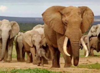 Éléphants en divagation: un jeune grièvement blessé à Badikaha